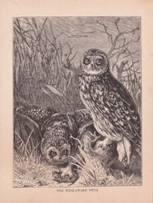 Framed Black & White Print of Two Owls Perched on a Branch — listing 4