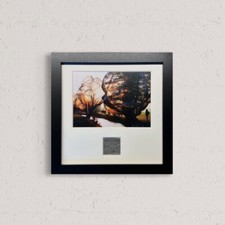 Framed Color Photograph of Wrapped Trees at Sunset (Christo 'Wrapped Trees' subject)