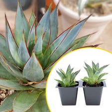 Live Agave 'Blue Glow' Succulent Plant in 1-Gallon Pot, 10" Wide x 20" Tall — listing 3