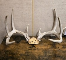 Whitetail Deer Antler Rack with Partial Skull Plate, 6-Point — listing 4