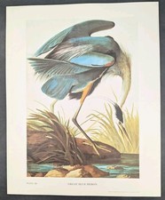 Framed Audubon 'Blue Crane or Heron' Plate CCCVII Reproduction Print — listing 2