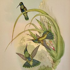 Antique Hand-Colored Hummingbird Lithograph "Dorifera Veraguensis" from Gould's Monograph of the Trochilidae