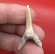 Fossil Sand Tiger Shark Teeth (Striatolamia/Carcharias), Pair — listing 3