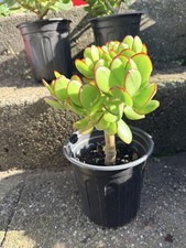 Large Mature Crassula Ovata Jade Plant (29" Tall & Wide) in Southwest-Pattern Stoneware Planter — listing 5