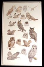 Framed Black & White Print of Two Owls Perched on a Branch — listing 3