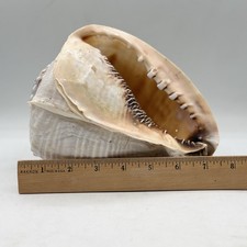 Natural King Helmet Sea Shell (Cassis tuberosa), Large Decorative Conch Specimen — listing 5