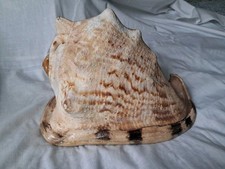 Natural King Helmet Sea Shell (Cassis tuberosa), Large Decorative Conch Specimen — listing 2