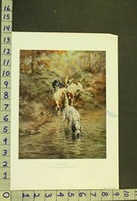 Vintage Print of a Setter/Pointer Hunting Dog, Signed 'Rosseau' in Plate — listing 3