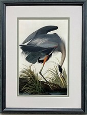 Audubon 'Blue Crane or Heron' Plate CCCVII Framed Print (17 x 24 in) — listing 4