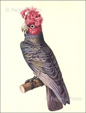 Framed Vintage Colored Print of a Macaw Parrot