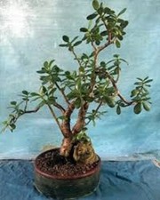 Large Mature Crassula Ovata Jade Plant (29" Tall & Wide) in Southwest-Pattern Stoneware Planter