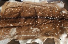Natural Spotted Deer Hide Rug (Axis Deer Style), Approx 4-5 ft, Taxidermy Animal Skin — listing 4