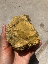 Polished Petrified Wood Specimen with Preserved Bark — listing 5