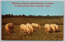 Camp Cooley Ranch Kentucky Straight Bourbon Whiskey Half Gallon Stoneware Jug (Bert Wheeler's, Houston TX) — listing 2