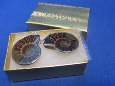 Cut and Polished Ammonite Fossil Sterling Silver Drop Earrings, 1 1/2" Fossil — listing 5