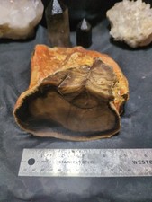 Polished Petrified Wood Specimen with Preserved Bark — listing 2