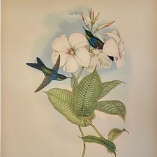 Antique Hand-Colored Hummingbird Lithograph "Dorifera Veraguensis" from Gould's Monograph of the Trochilidae — listing 3