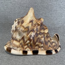 Natural King Helmet Sea Shell (Cassis tuberosa), Large Decorative Conch Specimen — listing 3