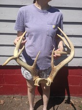 Whitetail Deer Antler Rack with Partial Skull Plate, 6-Point