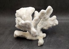 Natural White Cat's Paw Coral Specimen (Pocillopora) — listing 5