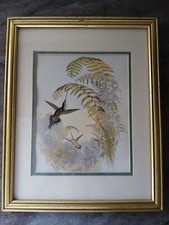 Antique Hand-Colored Hummingbird Lithograph "Dorifera Veraguensis" from Gould's Monograph of the Trochilidae — listing 5
