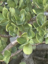 Large Mature Crassula Ovata Jade Plant (29" Tall & Wide) in Southwest-Pattern Stoneware Planter — listing 3