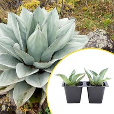 Live Agave 'Blue Glow' Succulent Plant in 1-Gallon Pot, 10" Wide x 20" Tall