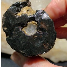 Polished Petrified Wood Specimen with Preserved Bark