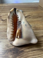 Natural King Helmet Sea Shell (Cassis tuberosa), Large Decorative Conch Specimen — listing 4