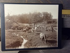 Antique Sepia Farm Scene Photograph with Cattle and Farmhouse, Framed