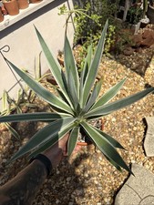Live Agave 'Blue Glow' Succulent Plant in 1-Gallon Pot, 10" Wide x 20" Tall — listing 6
