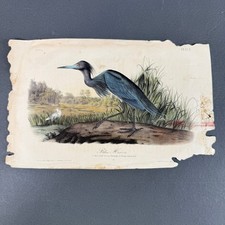 Audubon 'Blue Crane or Heron' Plate CCCVII Framed Print (17 x 24 in) — listing 5