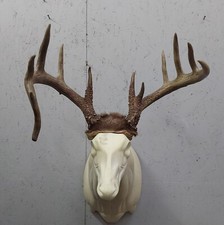 Whitetail Deer Antler Mount with Palmated Drop Tine Rack — listing 6